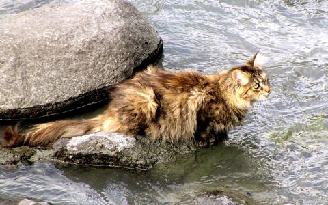 Кошки у воды