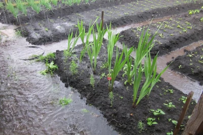 Как помочь растениям в период обильных дождей