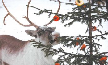 Новогодняя елка: праздник для животных