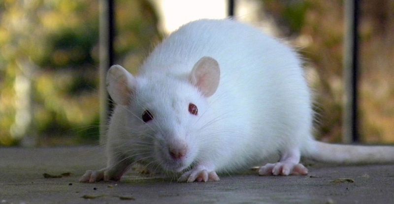 Жизнь и смерть крысы Лариски