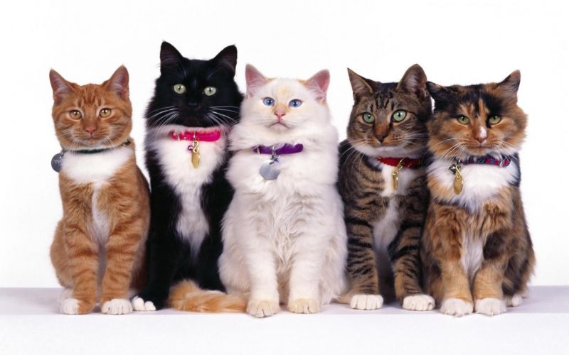 Любопытные факты о кошках