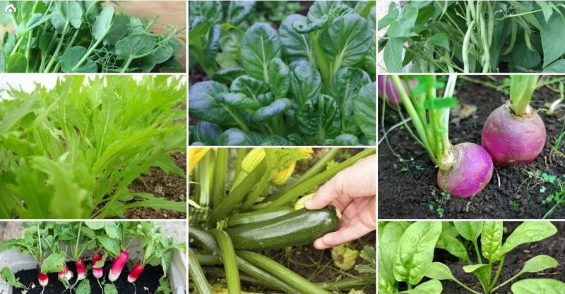 9 быстрорастущих растений для весеннего огорода