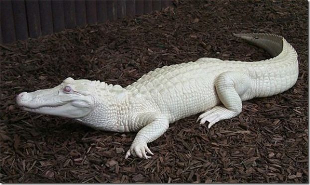 Жалко белого крокодила