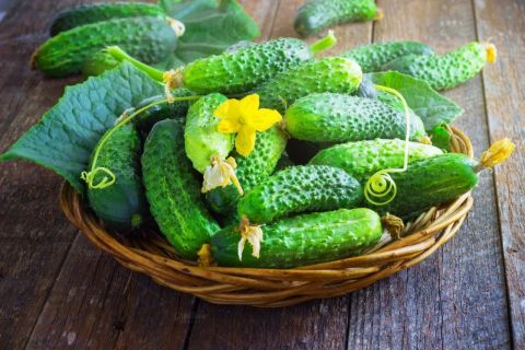 Интересный способ посадки огурцов и их подкормка