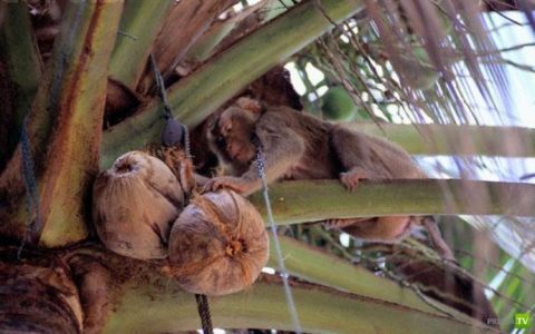 Животные на службе у человека