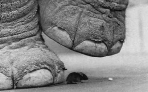 Подтвердившиеся мифы