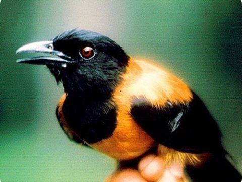 Твой меньший брат