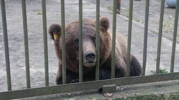 Тверские таможеники помогли медведю Проше вернуться домой