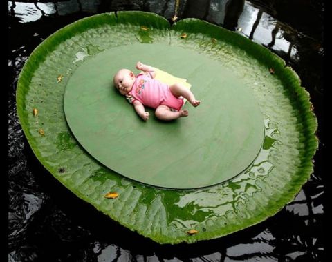 В мире гигантов: растения