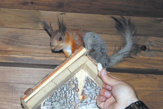 Живые уголки в колониях