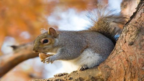 16 фактов о животных