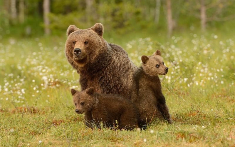 Встречи с медвежьей семьей