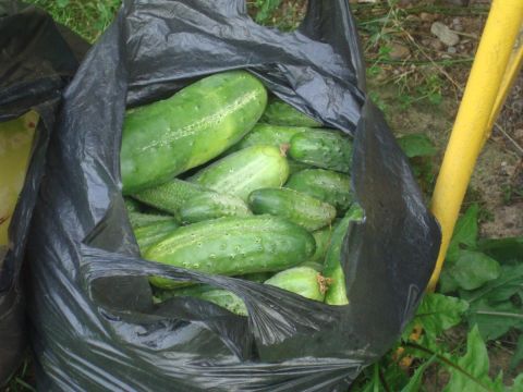 План мероприятий ржевской осенней ярмарки «Таусень — урожай за плетень»