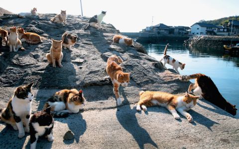 Кошачьи острова в океане