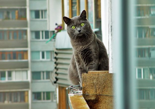 Кот Фима - любитель огурцов