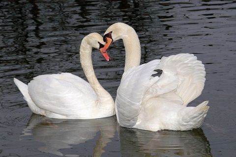 Крохотные истории о любви