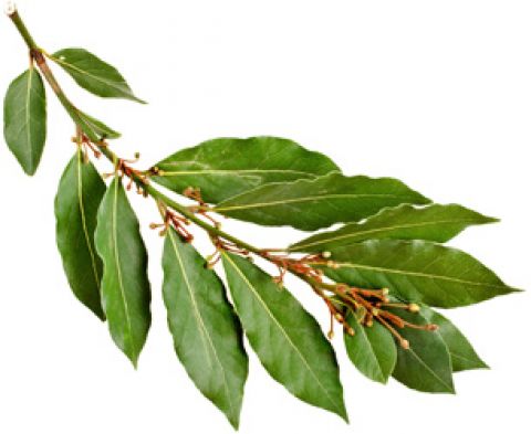 Волшебная лаврушка