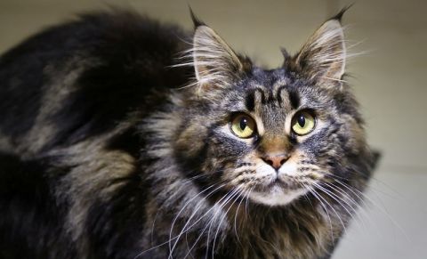 Как отучить кота мешать спать. Спектакль в 3 актах