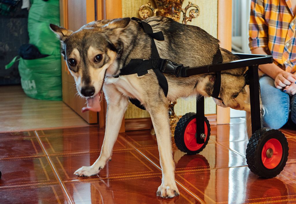 Спинальники. Инвалидная коляска для собак. Коляска для собак инвалидов. Коляска для задних лап собаки. Собака на колесиках.