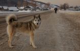 В Тверской области травят собак